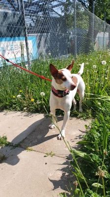 Joelito – Ratanero-Mix, Männchen, 5 Jahre 10 Monate, 70195 Stuttgart-Botnang – Foto 11