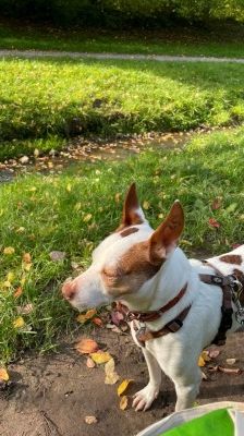 Joelito – Ratanero-Mix, Männchen, 5 Jahre 10 Monate, 70195 Stuttgart-Botnang – Foto 3