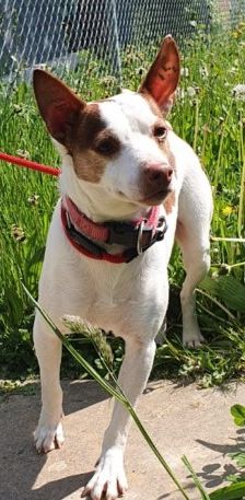 Joelito – Ratanero-Mix, Männchen, 5 Jahre 10 Monate, 70195 Stuttgart-Botnang – Foto 4