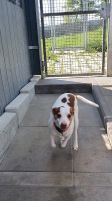 Joelito – Ratanero-Mix, Männchen, 5 Jahre 10 Monate, 70195 Stuttgart-Botnang – Foto 5
