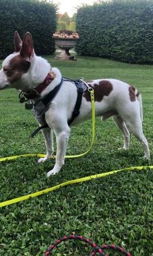 Joelito – Ratanero-Mix, Männchen, 5 Jahre 10 Monate, 70195 Stuttgart-Botnang – Foto 7