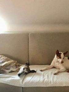 Joelito – Ratanero-Mix, Männchen, 5 Jahre 10 Monate, 70195 Stuttgart-Botnang – Foto 8