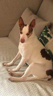 Joelito – Ratanero-Mix, Männchen, 5 Jahre 10 Monate, 70195 Stuttgart-Botnang – Foto 9