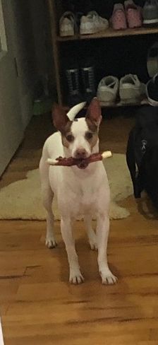 Joelito – Ratanero-Mix, Männchen, 5 Jahre 10 Monate, 70195 Stuttgart-Botnang – Foto 10