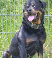 Roy – Rottweiler, Männchen, 7 Jahre, 13057 Berlin – Foto 2