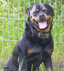 Roy – Rottweiler, Männchen, 7 Jahre, 13057 Berlin – Foto 3