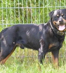Roy – Rottweiler, Männchen, 7 Jahre, 13057 Berlin – Foto 4