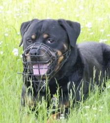 Roy – Rottweiler, Männchen, 7 Jahre, 13057 Berlin – Foto 5
