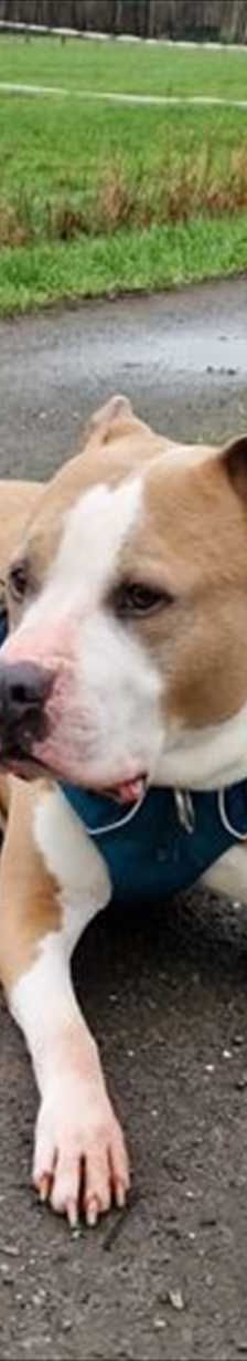 LUCKY – Hunde, Mix, Männchen, 7 Jahre 8 Monate, 81829 München – Foto 1