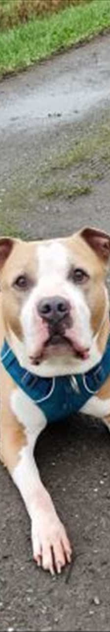 LUCKY – Hunde, Mix, Männchen, 7 Jahre 8 Monate, 81829 München – Foto 3