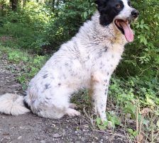 Milena – Mischling, Weibchen, 2 Jahre, Nordic Strays e.V. – Foto 2