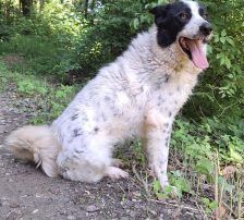 Milena – Mischling, Weibchen, 2 Jahre, Nordic Strays e.V. – Foto 3