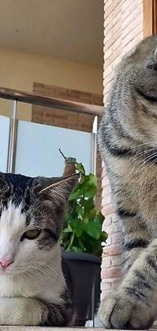 Junior & Tigrito – Europäisch Kurzhaar, Männchen, 2 Jahre 6 Monate, 65520 Bad Camberg – Foto 1