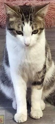 Junior & Tigrito – Europäisch Kurzhaar, Männchen, 2 Jahre 6 Monate, 65520 Bad Camberg – Foto 2