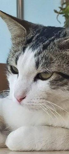 Junior & Tigrito – Europäisch Kurzhaar, Männchen, 2 Jahre 6 Monate, 65520 Bad Camberg – Foto 3