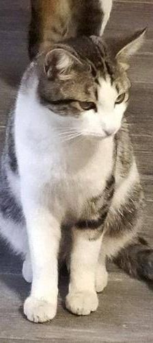 Junior & Tigrito – Europäisch Kurzhaar, Männchen, 2 Jahre 6 Monate, 65520 Bad Camberg – Foto 4