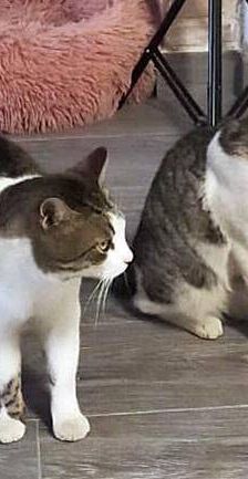 Junior & Tigrito – Europäisch Kurzhaar, Männchen, 2 Jahre 6 Monate, 65520 Bad Camberg – Foto 5