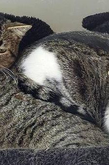 Junior & Tigrito – Europäisch Kurzhaar, Männchen, 2 Jahre 6 Monate, 65520 Bad Camberg – Foto 6