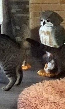 Junior & Tigrito – Europäisch Kurzhaar, Männchen, 2 Jahre 6 Monate, 65520 Bad Camberg – Foto 7