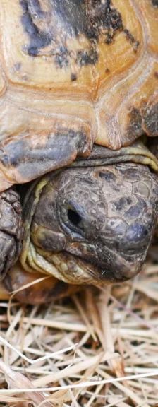 Arthur – Vierzehenlandschildkröte, Männchen, Alter unbekannt, 13057 Berlin – Foto 1