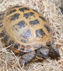 Arthur – Vierzehenlandschildkröte, Männchen, Alter unbekannt, 13057 Berlin – Foto 2