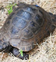 Arthur – Vierzehenlandschildkröte, Männchen, Alter unbekannt, 13057 Berlin – Foto 3