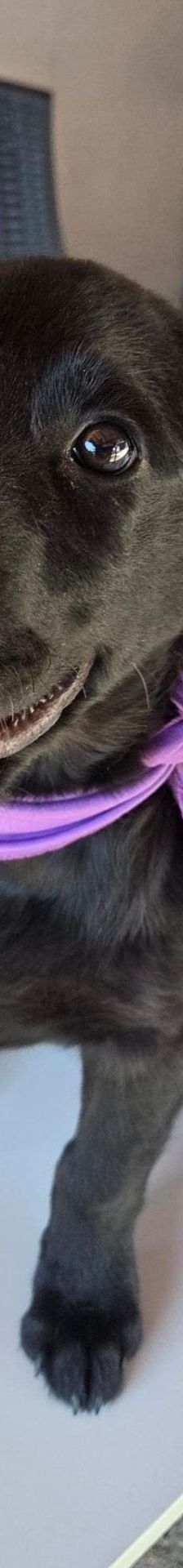 Lenny – Kroat.Schäferhund-Mischling, Männchen, 4 Monate, Nordic Strays e.V. – Foto 1