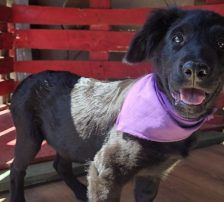 Lenny – Kroat.Schäferhund-Mischling, Männchen, 4 Monate, Nordic Strays e.V. – Foto 2