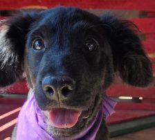 Lenny – Kroat.Schäferhund-Mischling, Männchen, 4 Monate, Nordic Strays e.V. – Foto 3