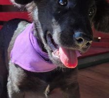 Lenny – Kroat.Schäferhund-Mischling, Männchen, 4 Monate, Nordic Strays e.V. – Foto 4
