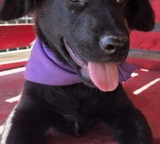 Lenny – Kroat.Schäferhund-Mischling, Männchen, 4 Monate, Nordic Strays e.V. – Foto 5
