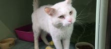 Kim – Nymphensittich, Unbekannt, Alter unbekannt, 97525 Schwebheim – Foto 2