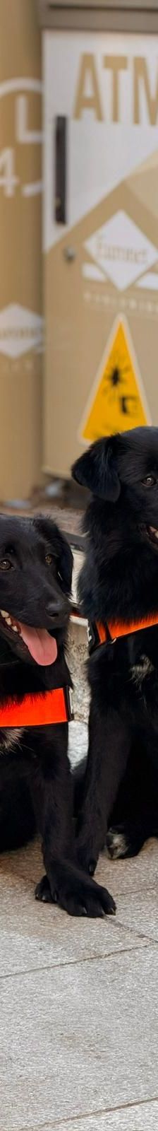 Lotta – Mischling, Weibchen, Alter unbekannt, Nordic Strays e.V. – Foto 1