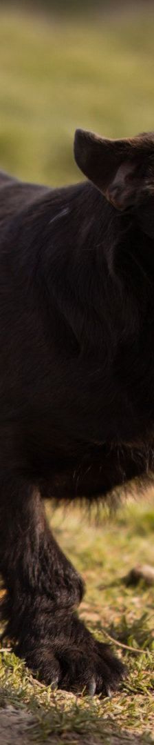 Lotta – Mischling, Weibchen, Alter unbekannt, Nordic Strays e.V. – Foto 2