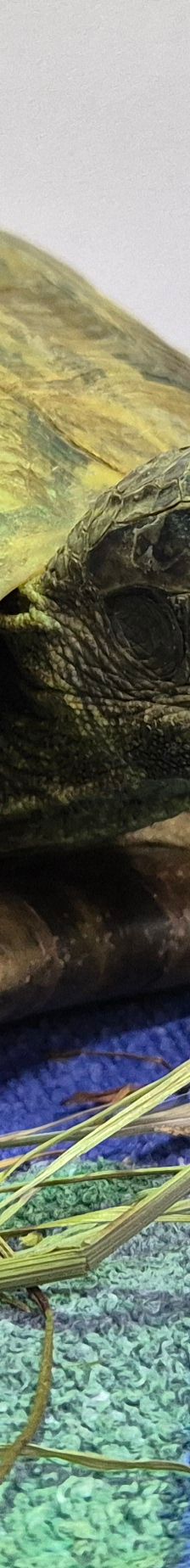 Mario// *Reserviert* – Griechische Landschildkröte, Männchen, Alter unbekannt, 50969 Köln-Zollstock – Foto 1