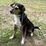 Bruschetta – Mischling, Weibchen, Alter unbekannt, 32758 Detmold – Foto 2