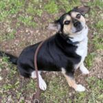 Bruschetta – Mischling, Weibchen, Alter unbekannt, 32758 Detmold – Foto 4