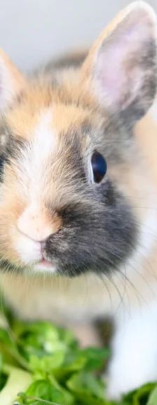 Kessi – Zwergkaninchen-Mix, Weibchen, 11 Monate, 13057 Berlin – Foto 1