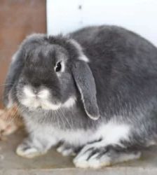 Kessi – Zwergkaninchen-Mix, Weibchen, 11 Monate, 13057 Berlin – Foto 4