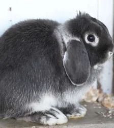 Kessi – Zwergkaninchen-Mix, Weibchen, 11 Monate, 13057 Berlin – Foto 5