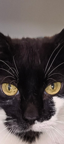Shiroi – Hauskatze, Weibchen, 3 Jahre, 28357 Bremen – Foto 1