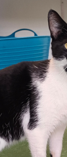 Shiroi – Hauskatze, Weibchen, 3 Jahre, 28357 Bremen – Foto 2