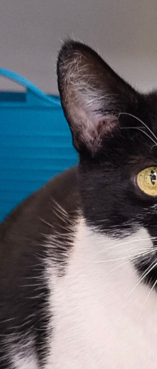 Shiroi – Hauskatze, Weibchen, 3 Jahre, 28357 Bremen – Foto 3