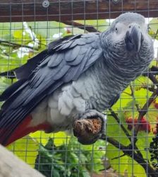Willi – Graupapagei, Männchen, 21 Jahre 5 Monate, 13057 Berlin – Foto 6