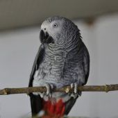 Willi – Graupapagei, Männchen, 21 Jahre 5 Monate, 13057 Berlin – Foto 8