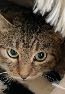 Foxy – EKH, getigert, Weibchen, 1 Jahr, 90537 Feucht – Foto 2