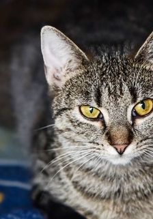 Foxy – EKH, getigert, Weibchen, 1 Jahr, 90537 Feucht – Foto 3