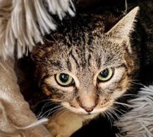 Foxy – EKH, getigert, Weibchen, 1 Jahr, 90537 Feucht – Foto 4