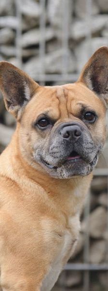 Charly – Frz. Bulldogg-Mix, Männchen, 10 Jahre 6 Monate, 13057 Berlin – Foto 1