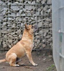 Charly – Frz. Bulldogg-Mix, Männchen, 10 Jahre 6 Monate, 13057 Berlin – Foto 2